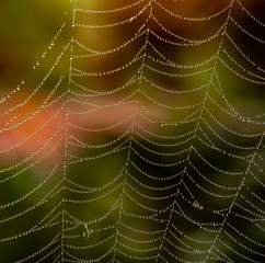 Spider web full of dew with fall foliage in background