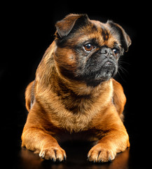 Brabancon, griffon, dog, Small dog, bird pit Brabancon, dog on a black background