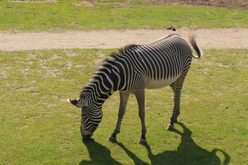 One zebra grazing in zoo in leipzig in germany