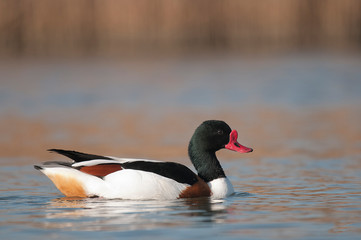 Ohar nad jeziorem  © Pawel