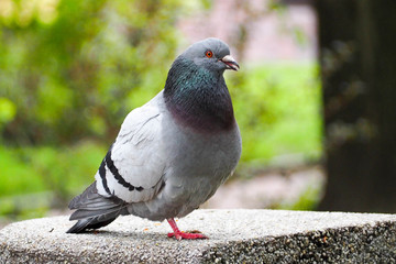 a grey pigeon stands on one leg on a concrete grey structure against a background of greenery