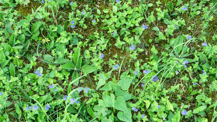 meadow with blue flowered speedwell