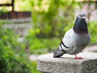 pigeon in the park