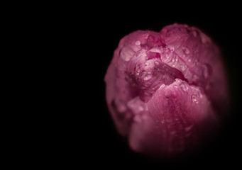 Pink tulip beaded with water.