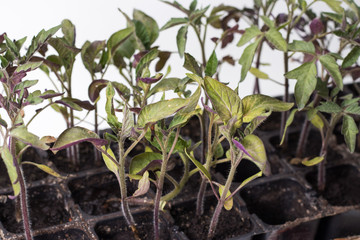 Small seedlings of lettuce growing in cultivation tray