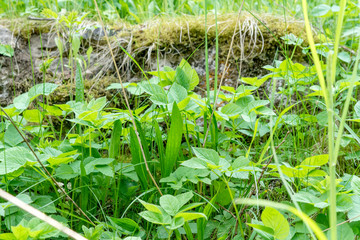 Yaw  and goutweed in the natural garden