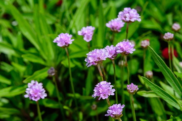 Close up of small vivid pink flowers of Armeria maritima plant, commonly known as thrift, sea thrift or sea pink on a seaside in a sunny summer day in Scotland, beautiful outdoor floral background
