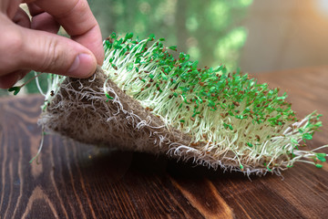cressalate microgreen on hydroponic rug. close-up of the roots.