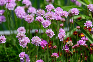 Close up of small vivid pink flowers of Armeria maritima plant, commonly known as thrift, sea thrift or sea pink on a seaside in a sunny summer day in Scotland, beautiful outdoor floral background
