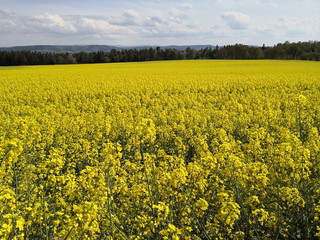 Obraz premium Blühendes Rapsfeld