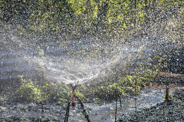 Automatic Sprinkler irrigation system watering in the cotton farm.