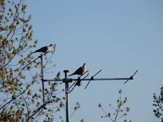 birds on an antenna