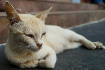 Closeup of a cat. Portrait of cat. Cat taking rest while eyes closed