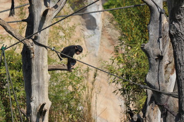 Baby Monkey having fun in zoo in leipzig in germany. On sunny day in summer.