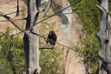 Obraz premium Baby Monkey having fun in zoo in leipzig in germany. On sunny day in summer.