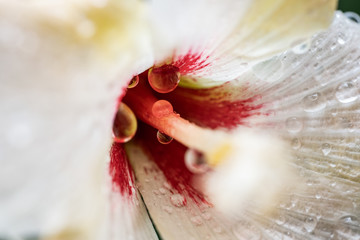 rain drops inside of the flower.