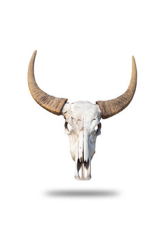 Skull, dead buffalo, skull, old, black, horn, isolated from the background clipingpart