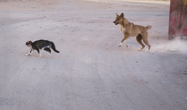 Dog Chasing Cat