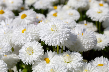 Background Image Created From Daisies in Spring Blossom 