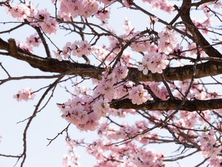 Korean Cherry Blossoms in Spring time