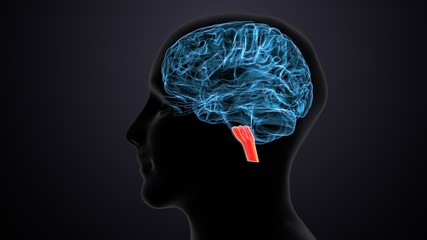 Fototapeta premium Human body with brain intersection anatomy. 3d illustration