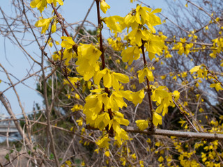 It is the figure of a forsythia swaying in the wind.