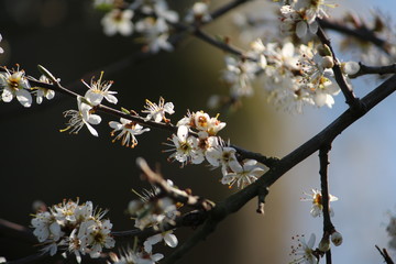 Frühlingsknospe