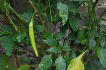 green frog on a leaf