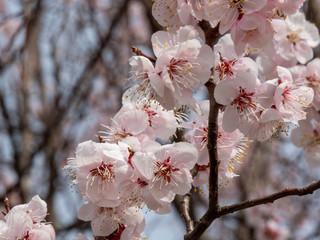Korean Cherry Blossoms in Spring time