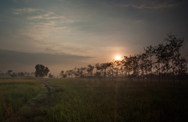 Fototapeta na wymiar Sunset in the ricefield 