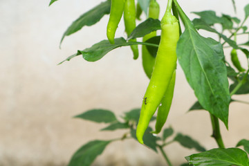 green beans on the vine