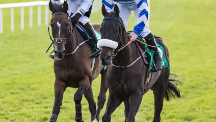 Close up on two race horses on the track