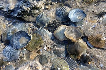 Seashells in the water at low tide.