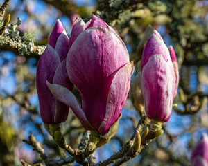 Magnolia Bud.  Spring Flowers, Cornwall