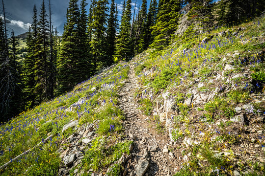The Washington Section of the Pacific Crest Trail at the Harts Pass Trailhead in the North Cascades.