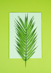 Colored green background with tropical leaves . Creative background for the design. Palm branch