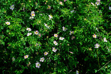 Large green bush with fresh light pink roses and green leaves in a garden in a sunny summer day, beautiful outdoor floral background photographed with soft focus
