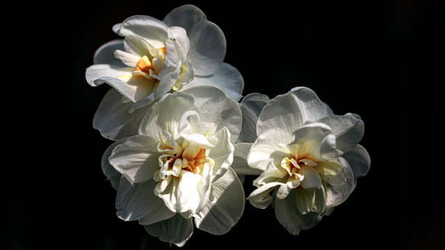 Narcissus Avalanche