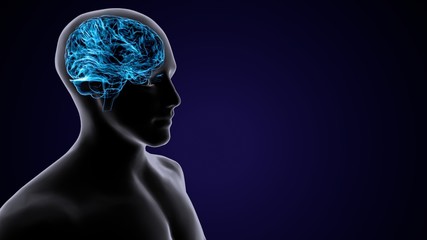 3D Illustration Human Brain Anatomy