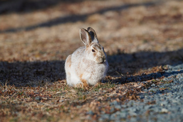 Snowshoe Hare (Lepus americanus) with transitional coat between winter and summer, Cherry Hill, Nova Scotia, Canada,