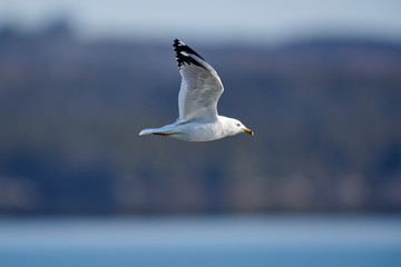 Adult Ring-billed Gull (Larus delawarensis) in flight,  Crescent Beach, Nova Scotia, Canada