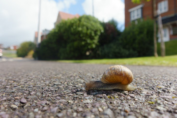 Close up of a garden snail (Cornu aspersum) moving across an urban pavement with gardens and housing blurred in background.Ground level viewpoint.Image © Tony Skerl