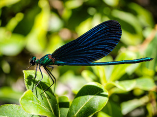 Blue dragonfly is standing on green plant