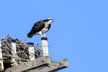 Osprey (Pandion haliaetus) defending nest from intruder, Petite Riviere, Nova Scotia, Canada,