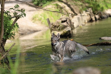 Czechoslovakian wolfhounds in nature