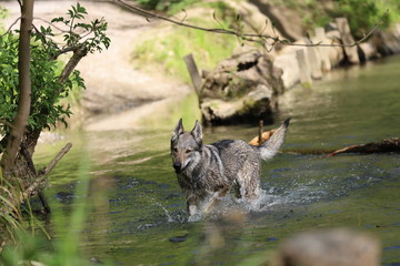 Czechoslovakian wolfhounds in nature