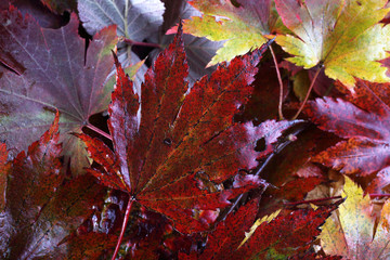 Autumn leaves background