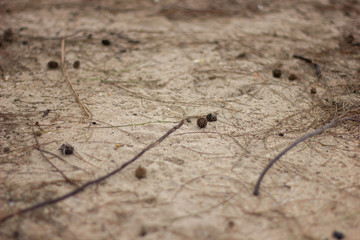 little pine cones and branches on the sand