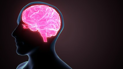 3d render of human brain anatomy