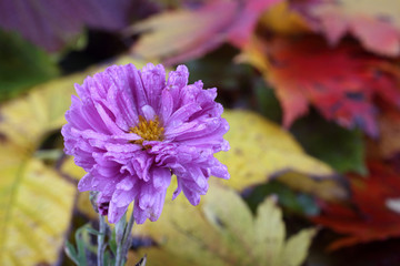 Chrysanthemums and autumn leaves